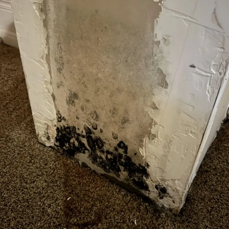 Professional Mold Removal in Lordsburg, NM